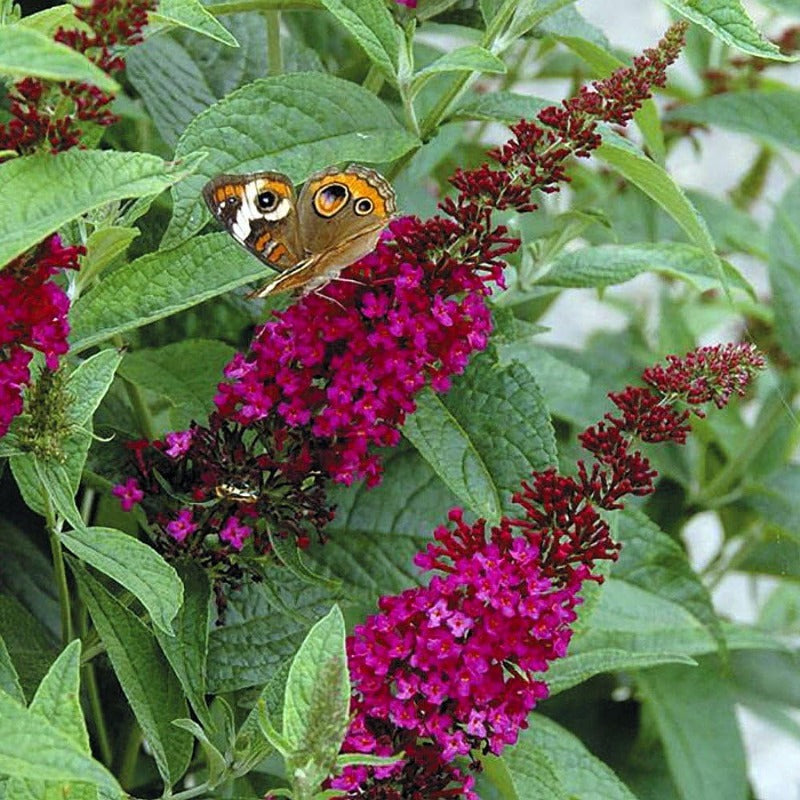 300 Butterfly Bush Seeds Friendly for new gardeners grow into full balanced rounded shrub form with steady seasonal foliage and bloom renewal features