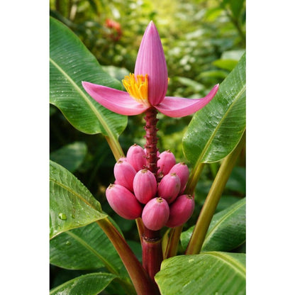 100Pcs Seeds Pink Ornamental Banana Perennial Tree Non GMO