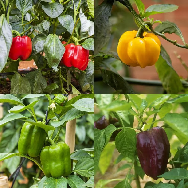 200pcs Suitable for beginner planting Pepper Seeds flourish in loose fertile soil suited for row and container cultivation