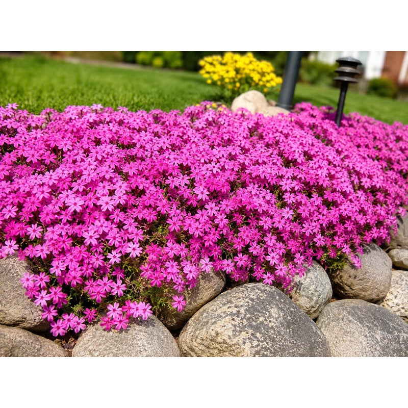 500Pcs Creeping Phlox Seeds for planting add soft uniform texture to flat and sloped residential yard landscapes