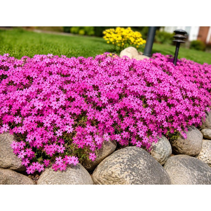 500Pcs Creeping Phlox Seeds for planting add soft uniform texture to flat and sloped residential yard landscapes