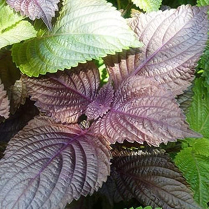 100pcs Easy Care Perilla Seeds great for sowing in sunny ventilated garden spaces and residential yard locations