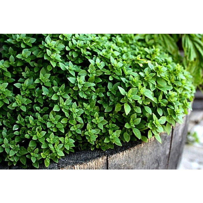 500pcs Basil Seeds Simple to Grow add elegant natural ornamental charm to patio grounds and garden landscape spaces