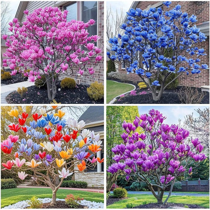 30pcs Magnolia Tree Seeds for Home Garden, Perennial Flowering Ornamental Shrub with Showy Blooms