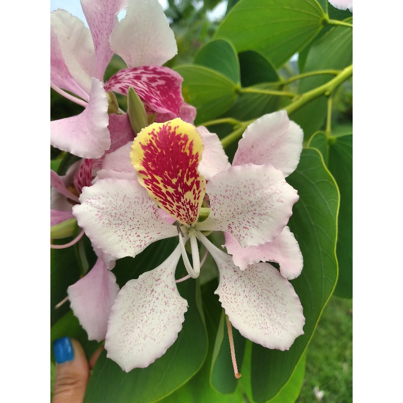 84Pcs Orchid Seeds Suitable for planting form graceful upright structure ideal for indoor display and shaded yard decor