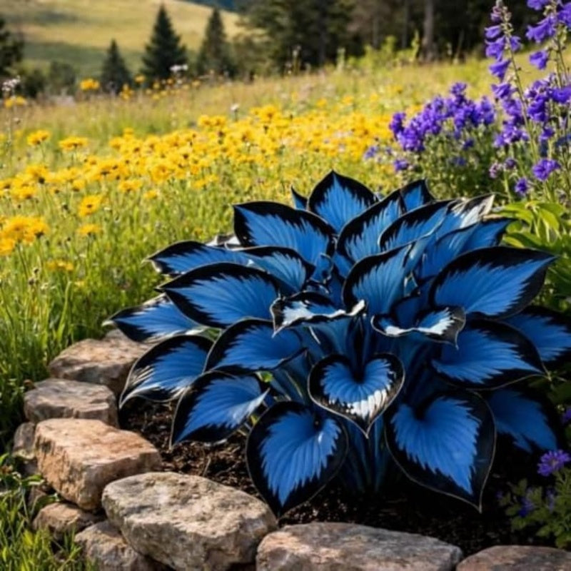 100pcs Hosta Seeds -  Perennial Flower Seeds for Shade Gardens, Long Blooming Plants for Ground Cover & Containers, Ideal for Shaded Pathways and Borders