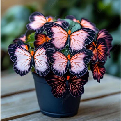 200pcs Butterfly Begonia Seeds – Elegant Shade Garden Perennial Foliage Plants