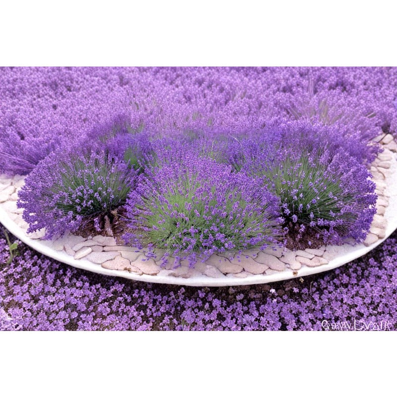 1000pcs Lavender Seeds Simple To Plant For Outdoor Landscape Growing