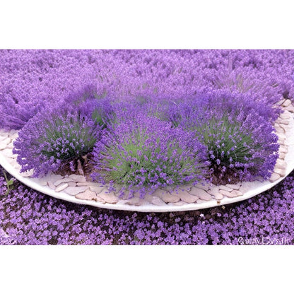1000pcs Lavender Seeds Simple To Plant For Outdoor Landscape Growing