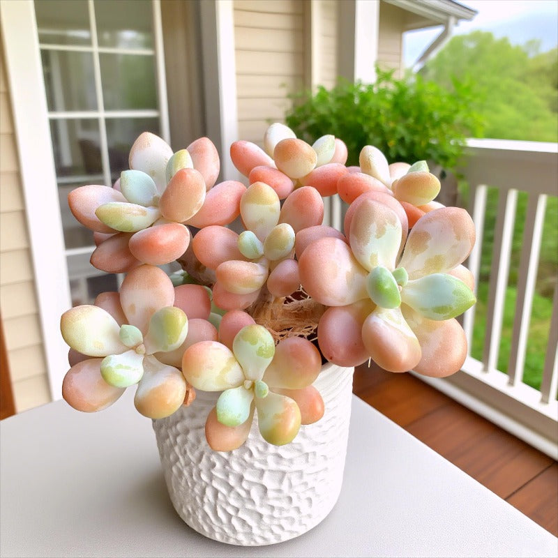 1000pcs Dependable Mini Succulent Plants Quick Growing Succulents with Succulent Seeds