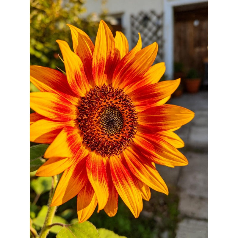 100pcs Mixed Color Ornamental Sunflower Seeds-Multi Chocolate Yellow Burgundy Bicolor Annual Flowers For Garden & Cut Flower