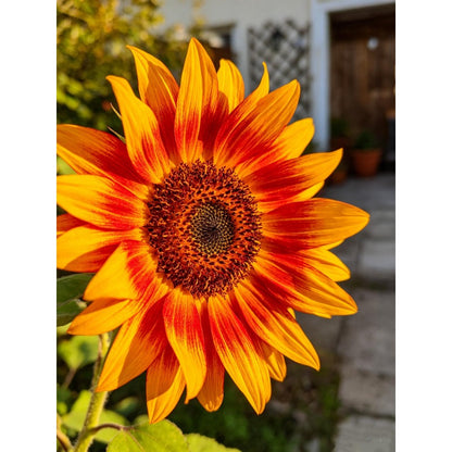 100pcs Mixed Color Ornamental Sunflower Seeds-Multi Chocolate Yellow Burgundy Bicolor Annual Flowers For Garden & Cut Flower