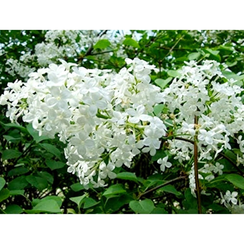 49Pcs Lilac Seeds Easy To Grow Ideal For Creating A Warm Inviting Outdoor Atmosphere