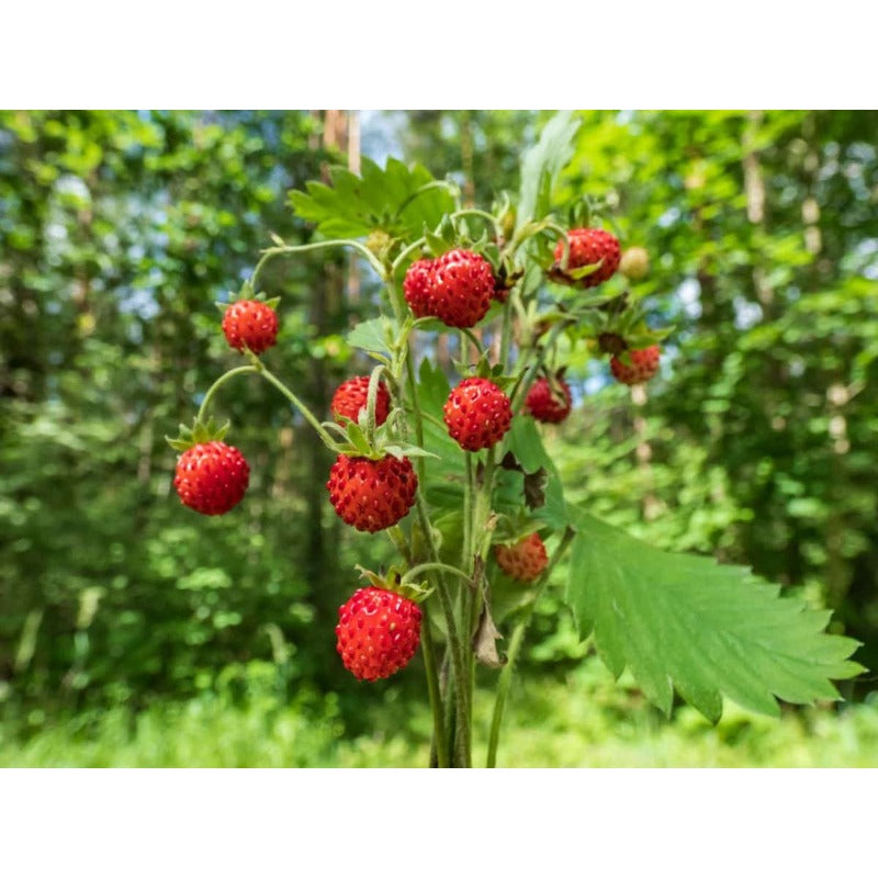 260Pcs Beginner Preferred Wild Strawberry Seeds for planting in quiet courtyards, shaded beds and terrace edge spaces