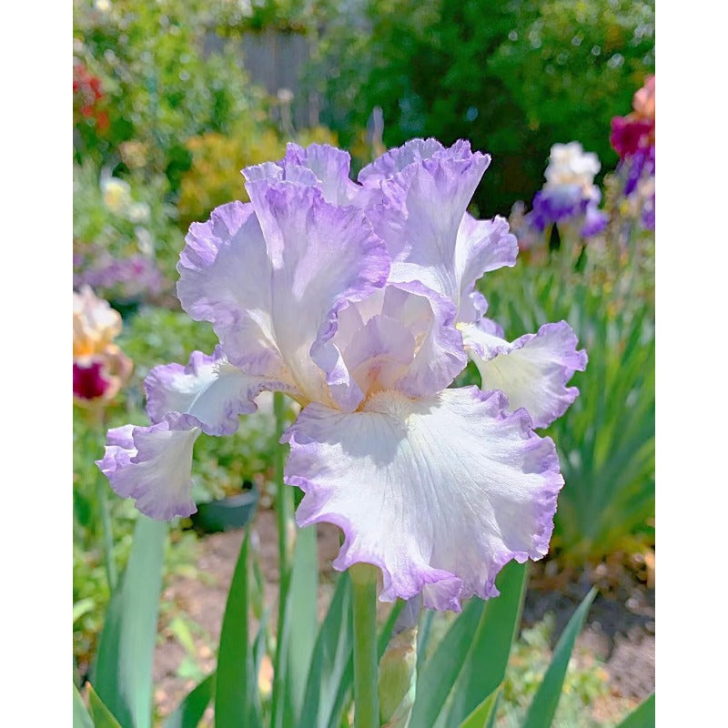 92Pcs Iris Seeds form full rounded upright clumps in sunny garden zones and spacious courtyards