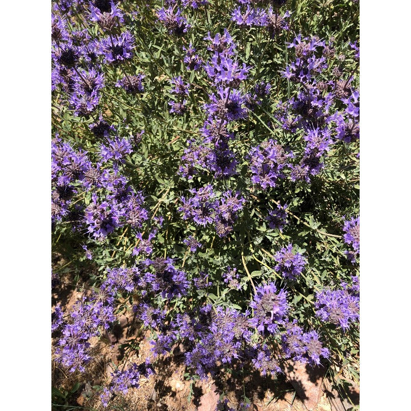 200Pcs Blue Sage Seeds for home planting create soft height transition between low foliage and tall landscape greenery