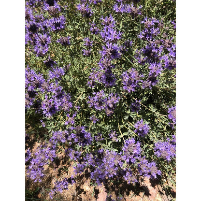 200Pcs Blue Sage Seeds for home planting create soft height transition between low foliage and tall landscape greenery