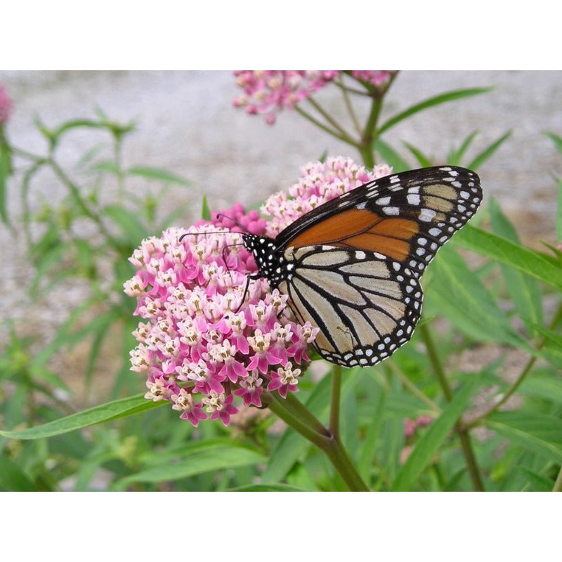 190Pcs Milkweed Seeds for planting in sunny courtyards, open garden beds and expansive terrace edges