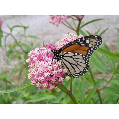 190Pcs Milkweed Seeds for planting in sunny courtyards, open garden beds and expansive terrace edges