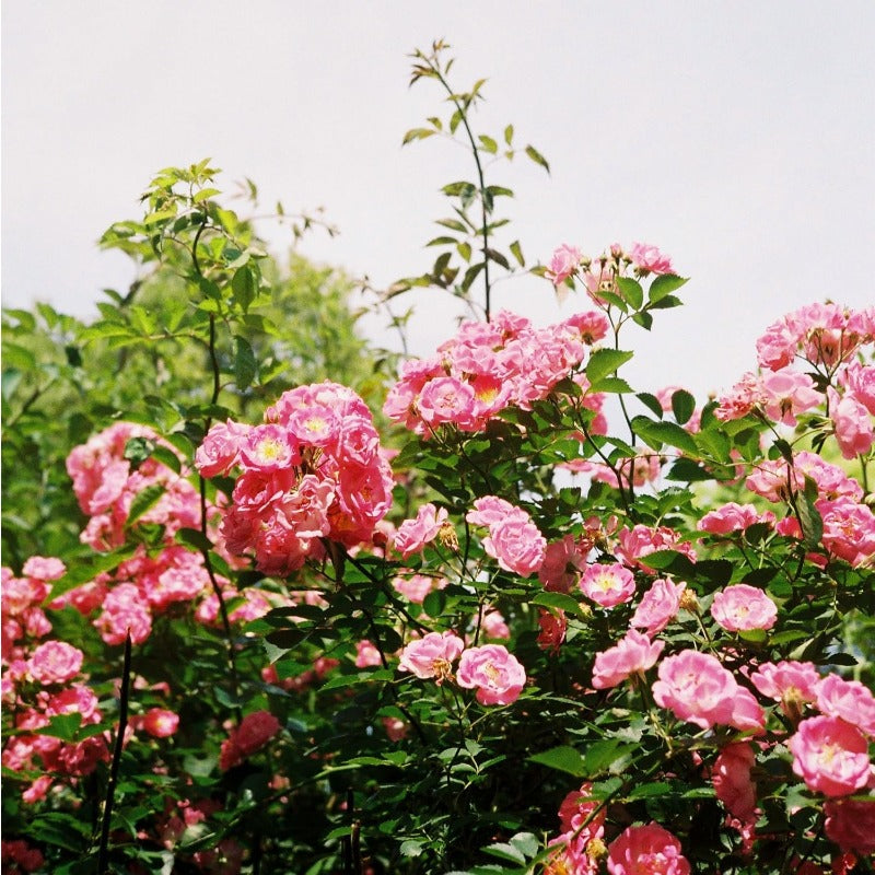 150Pcs Pink Rose Seeds for Planting, Fragrant Flower Perennial Shrub, Non-GMO Heirloom for Garden Borders, Containers and Cut Flowers