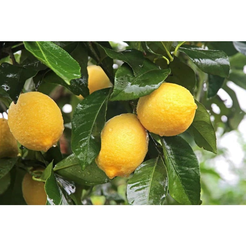 30Pcs Plant Lemon Seeds Along Garden Borders To Define Spaces And Add Structured Green Accents