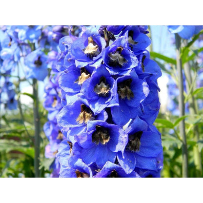 Blue Larkspur Delphinium Flower Seeds Tall Variety 200 seeds Non-GMO Seeds for Growing