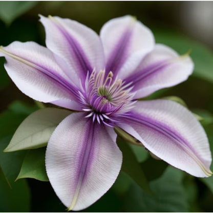100 Pcs Climbing Clematis Vine Seeds for Planting Purple Red Pink Mix Colors