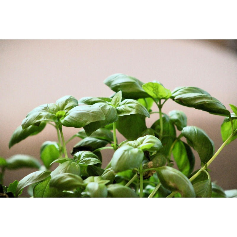 500pcs Novice Approved Basil Seeds for planting in residential landscape areas and private patio planting plots