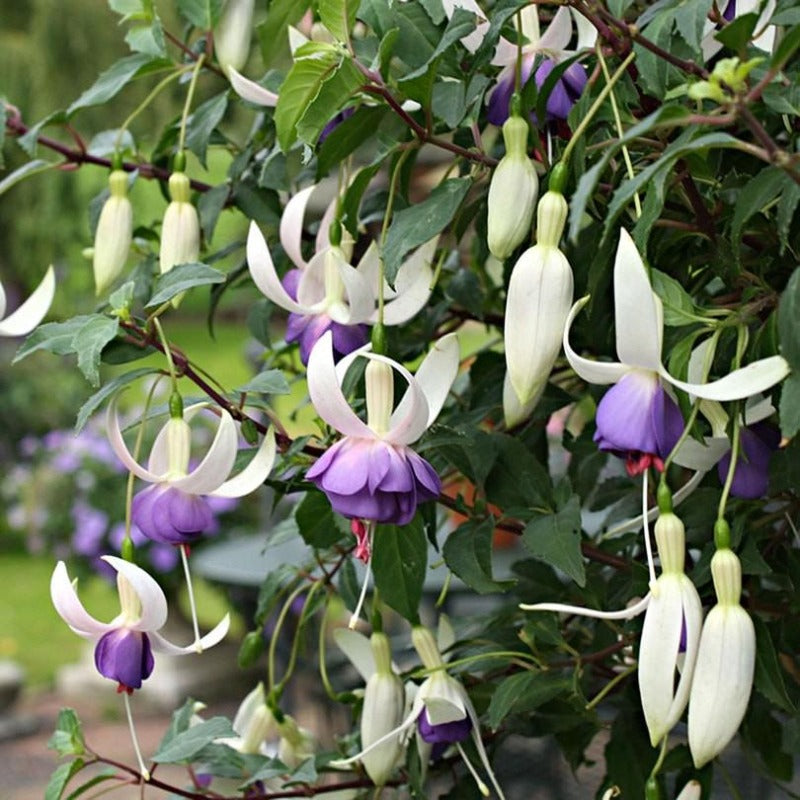 100pcs With Fuchsia Seeds, Quick Growing Shade Loving Plants for Outdoor Yard