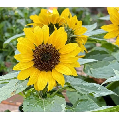 100pcs Yellow Sunflower Seeds Vibrant Gold Blooms flourish in ordinary well drained soil suited for ornamental garden cultivation