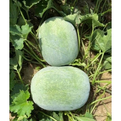 30pcs Novice Approved Winter Melon Seeds for planting in residential home garden areas and private spacious planting plots