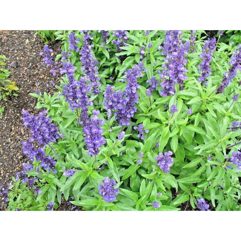 200pcs Perennial Blue Sage Seeds Drought Tolerant For Backyard Gardens Simple To Cultivate