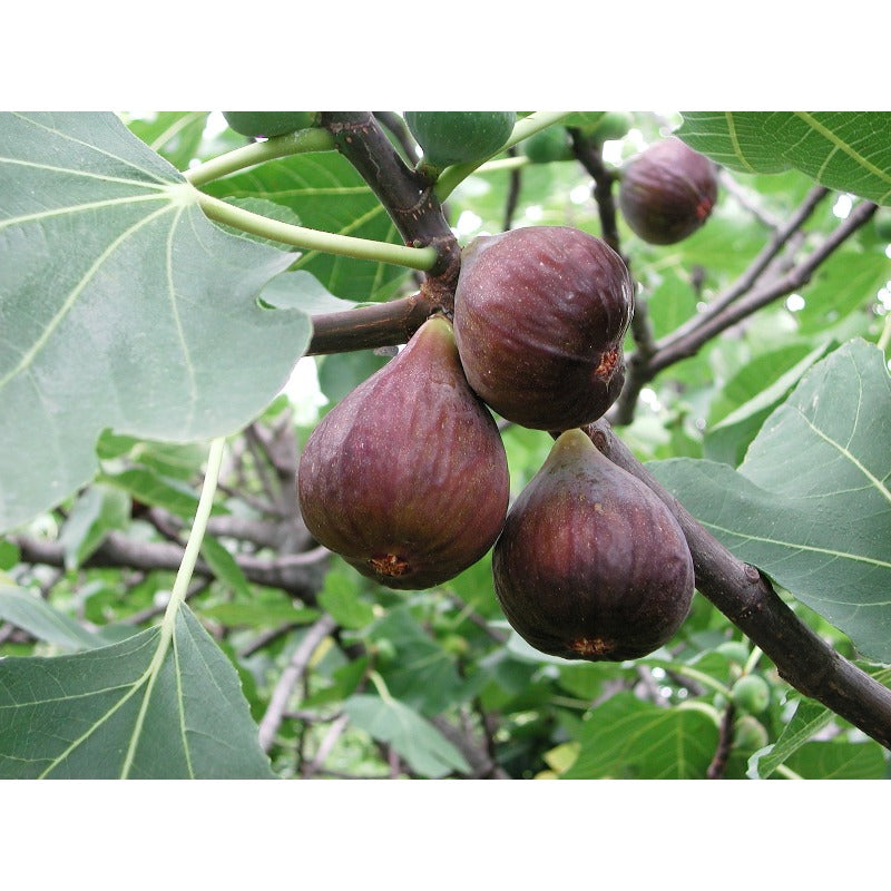 300Pcs Fig Seeds for planting add prominent broad layering to flat open residential yard landscapes