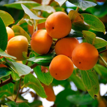 48Pcs Persimmon Seeds Convenient for planting establish firmly under bright natural light and well ventilated open air surroundings