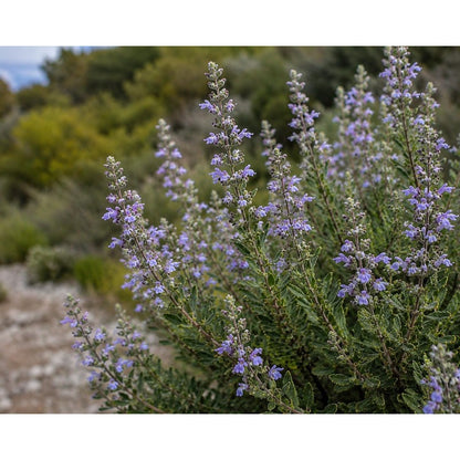 200pcs Blue Sage Seeds Aromatic Foliage For Outdoor Planting Easy To Grow