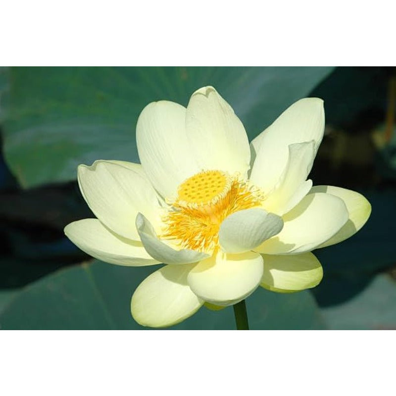 Bowl Lotus Seeds, 12 Non-GMO Mix Water Lily Seeds, Water Plants for Indoor Bonsai & Outdoor Ponds, Easy to Grow for Beginners