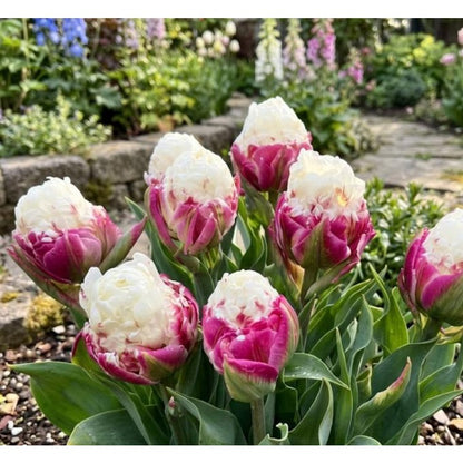 200pcs Garden Seeds Tulip Seeds Fast Growing Easy To Plant For Home Gardens