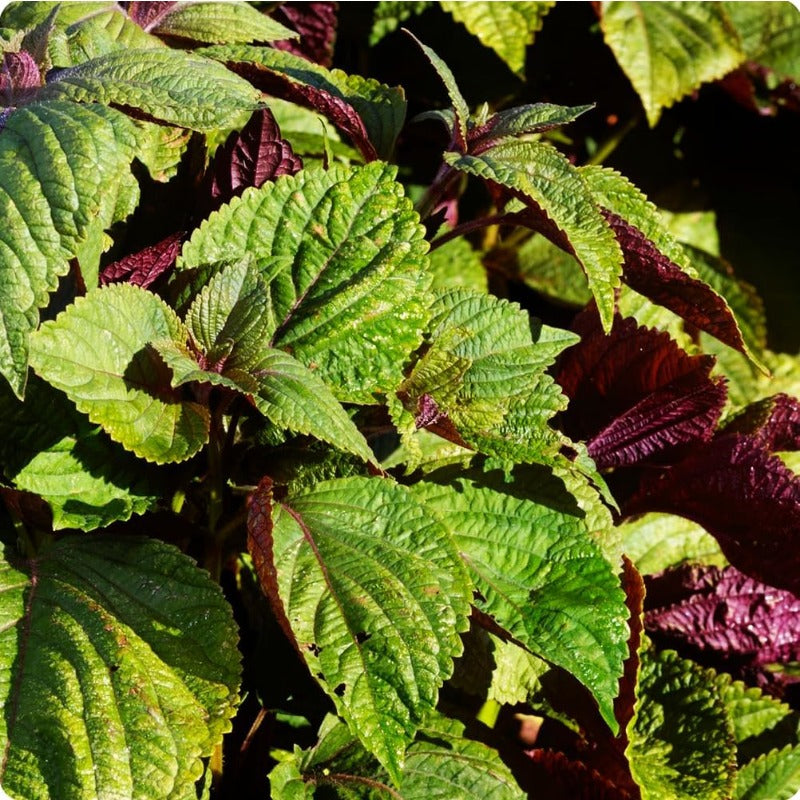 100 Pcs Seeds for Planting Red Perilla Herb Seed to Plant Garden