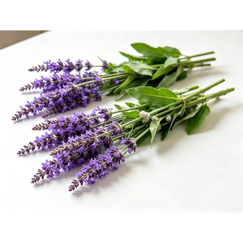 200pcs Blue Sage Seeds Heirloom Full Sun Cut Flower for Pollinator Garden, Border & Patio Containers