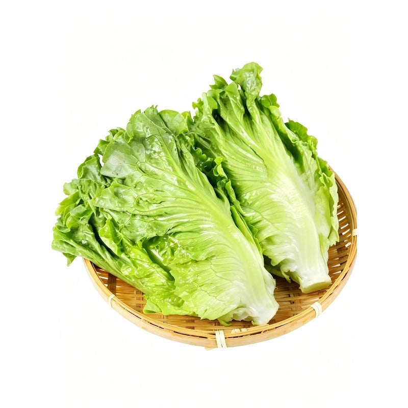 1000 Lettuce Seeds Friendly for new gardeners grow into full symmetrical rosette form with steady seasonal growth renewal features