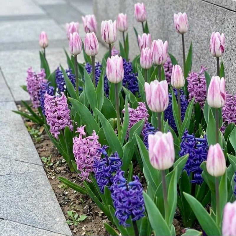 200pcs Tulip Seeds for planting Vigorous Growth Easy To Grow For Outdoor Yards