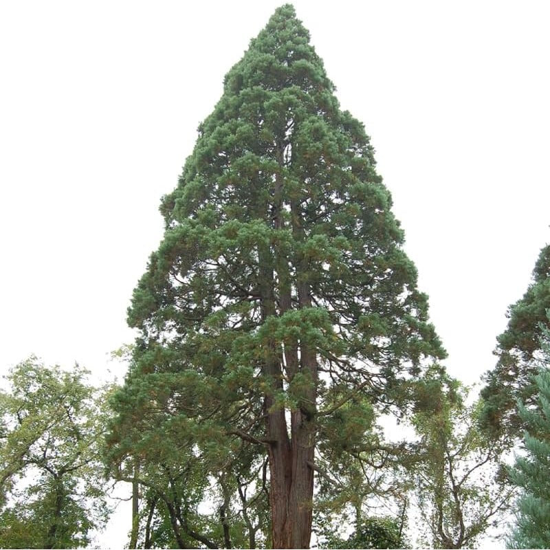 96Pcs Redwood Tree Seeds Perfect for beginner sowing adapt well to large container cultivation and open yard feature placement
