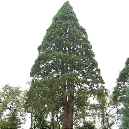 96Pcs Redwood Tree Seeds Perfect for beginner sowing adapt well to large container cultivation and open yard feature placement