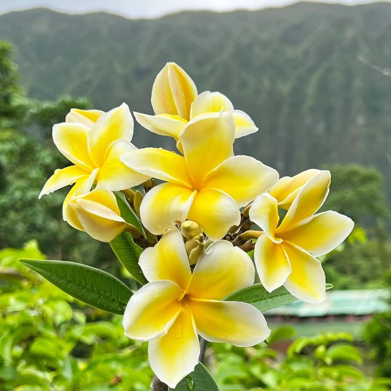 100pcs Yellow Plumeria Seeds Friendly for new gardeners grow into full balanced branching form with steady seasonal foliage and bloom renewal features
