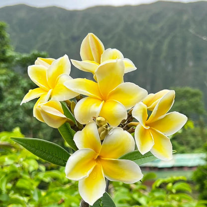 100pcs Yellow Plumeria Seeds Friendly for new gardeners grow into full balanced branching form with steady seasonal foliage and bloom renewal features