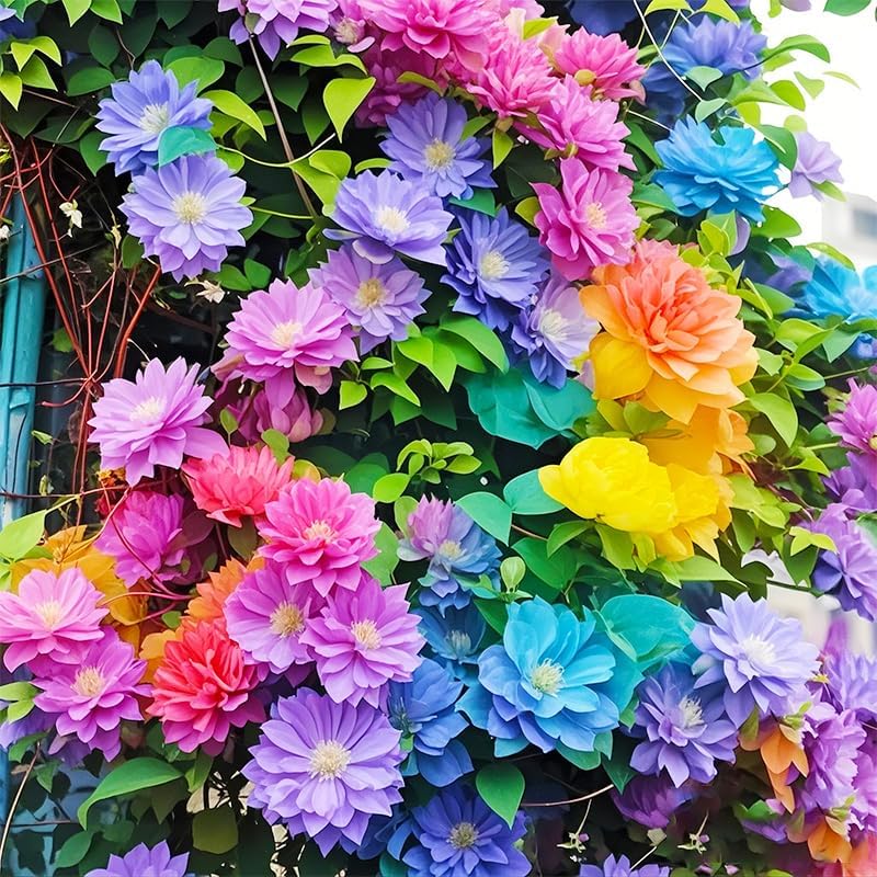 100 Mix Clematis Vine Seeds for Planting - Non-GMO Heirloom Plant Seeds