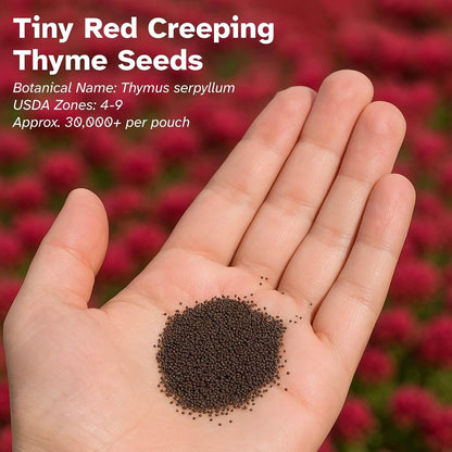 500pcs Red Creeping Thyme Seeds – Bulk Perennial Ground Cover for Lawns & Gardens, Aromatic Low Maintenance Plant, Drought Tolerant & Pollinator Friendly