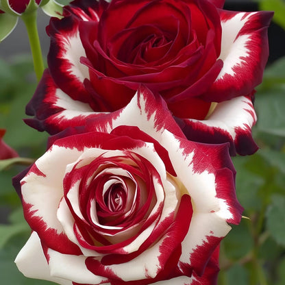 150pcs Red White Rose Color Rose Seeds for Planting, Non-GMO Ground Cover Flower Seeds, Heirloom Garden Flowers in Outdoors