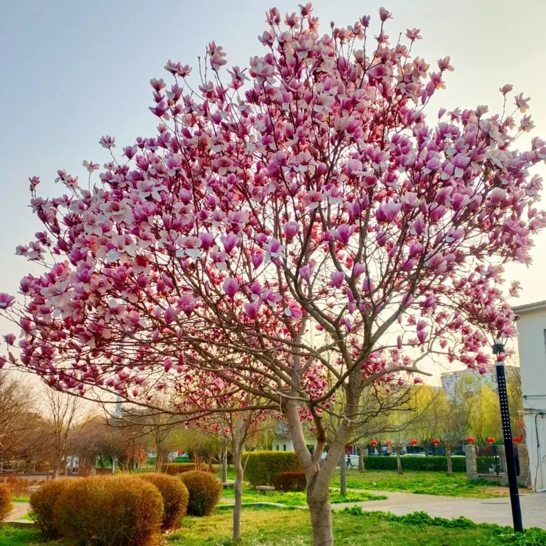 30pcs Magnolia Tree Seeds for Home Garden, Perennial Flowering Ornamental Shrub with Showy Blooms