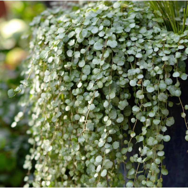 300pcs Dichondra Lawn Seeds Dense Green Coverage For Home Garden